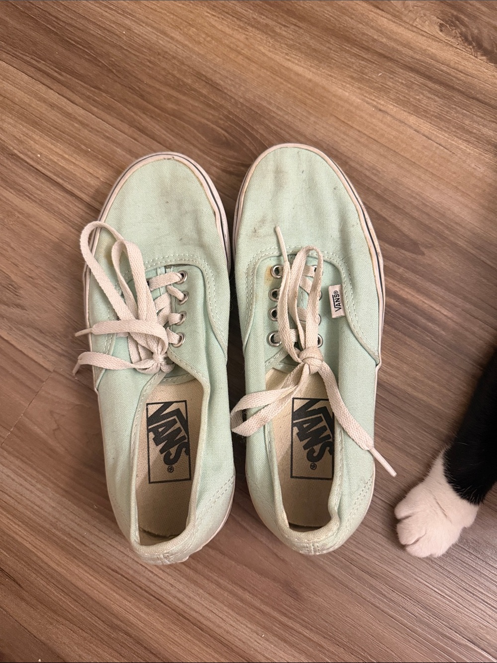 Vans Low Top Canvas Sneakers in Mint Green
